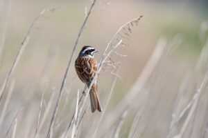 layered trendy medium length gray hairstyles