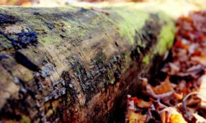 how python 2579xao6 can be used for data analysis