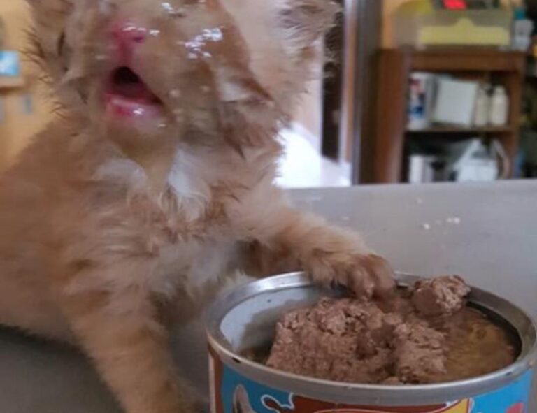 to find yr-ws486rp-gtr