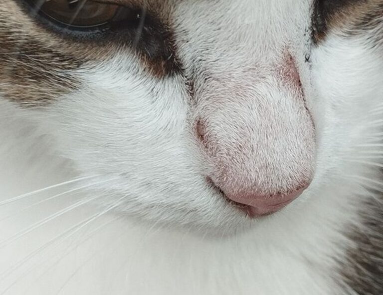 what medications should be avoided with zydaisis disease