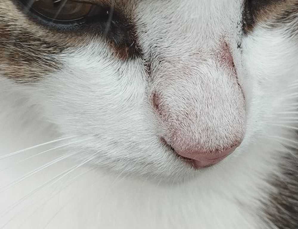 what medications should be avoided with zydaisis disease