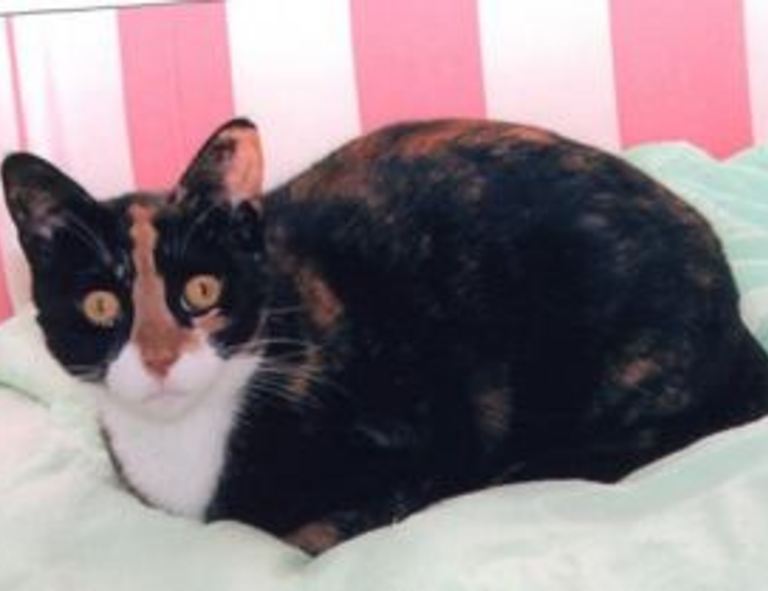 zenvekeypo4 software problem