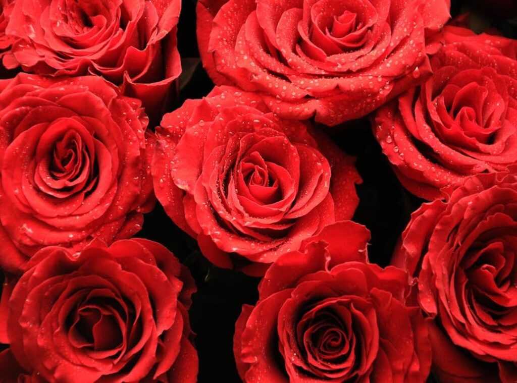 rosas y champaña cap 83