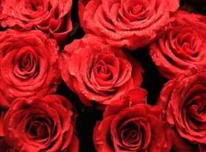 rosas y champaña cap 83